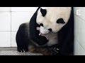 Naissance de bébé panda en direct - ZAPPING SAUVAGE