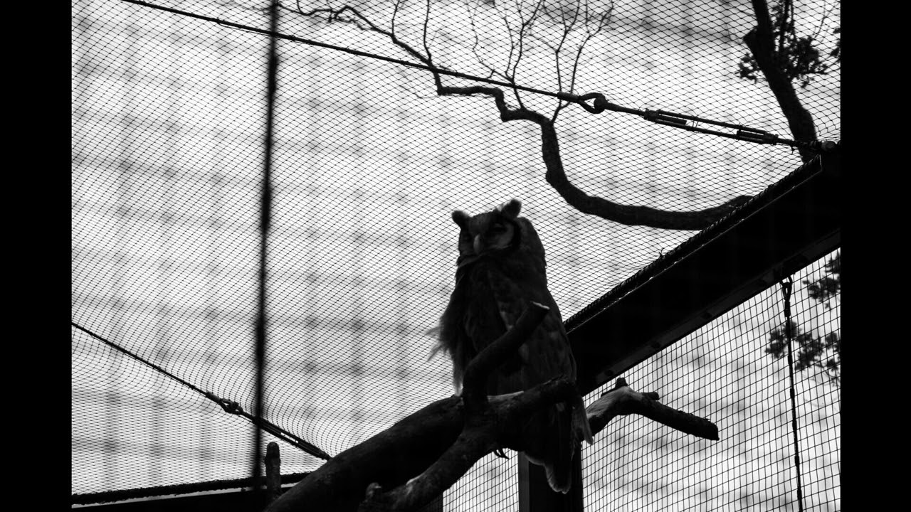 ILYBICD - The Owl (Tyrant Remix) [2007]