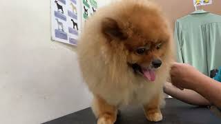 Pomeranian Dog Groom | Pomeranian Dog Hair Cut | Grooming a Pomeranian | A LOVELY POMERANIAN !! ❤️ by The Grooming Club 309 views 1 month ago 12 minutes, 55 seconds