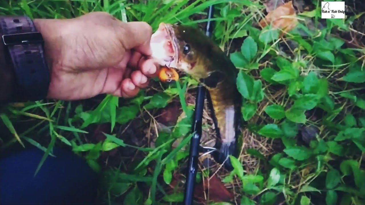 ഫ്രോഗ് നെ വിഴുങ്ങിയ പാമ്പ് ?🤩|No: of castings for a snakehead strike😲