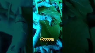 cocoon ipəkqurdu barama aşağı çardaxlar