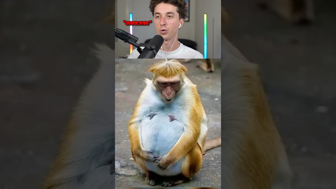 animals being pregnant 🤯😱