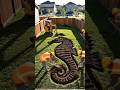 This Seahorse Pool Looks Unreal… Rare Transformation 🐚🪸 #viral #viralshorts