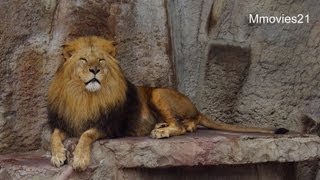 スムーズ出舎ライオン夫婦~Lions