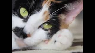 Adopted! Rescue this Gorgeous White Calico - Annie by cute adoptable cat and dog videos 473 views 7 years ago 2 minutes, 6 seconds