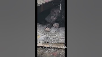 No big Non Profit orgs don’t help stray dogs! 🥺 #shorts