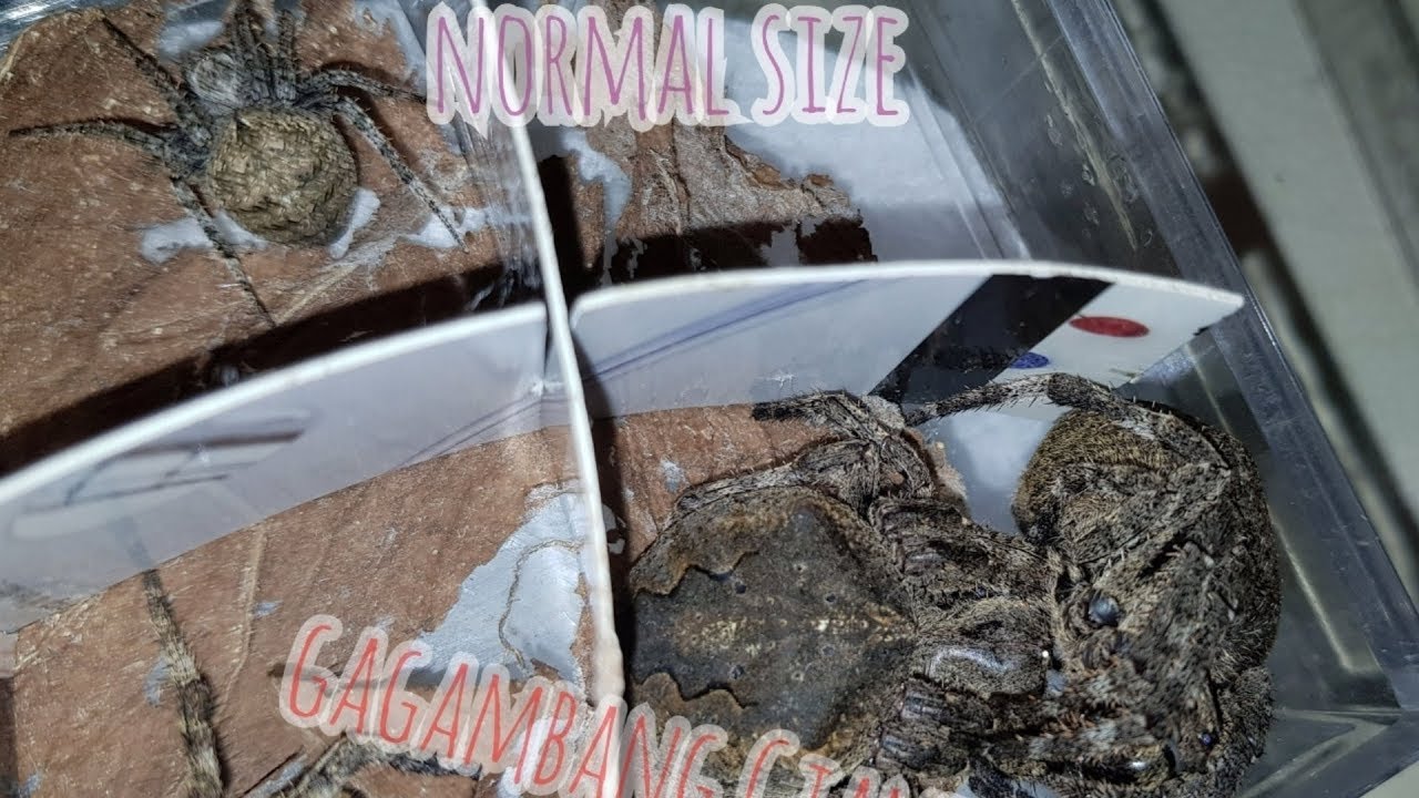 Gagambang giants hunting / twin Giant together