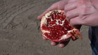 Stonyfield Crivelli Farm Pomegranates