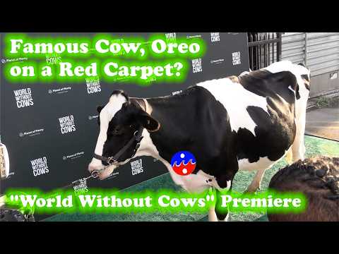 Famous Cow, Oreo on a Red Carpet? - "World Without Cows" Premiere