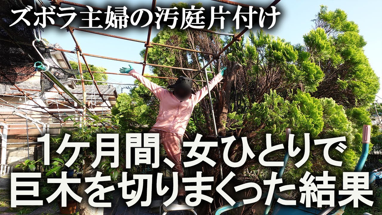 【完結編】1ヶ月以上 格闘した巨木…ズボラ主婦がコツコツ切りまくった結果がこちら。まるで別の木のようにスッキリしました｜汚部屋｜ズボラ主婦｜空き家｜汚家｜庭｜強剪定｜荒地開拓
