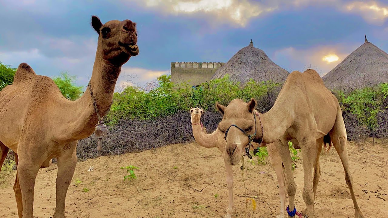 camelmilk camels camel habitas horse camel video camel milk camelthar camelfarm