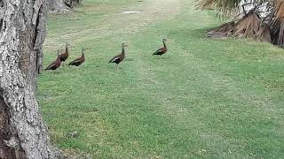 Shary Municipal Park | Golf Course | Lake