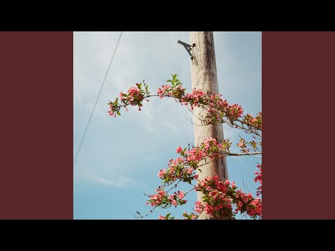 Nore Wood - Park Days