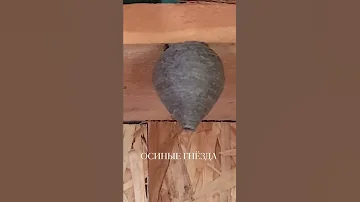ОСИНЫЕ ГНЁЗДА.🐝