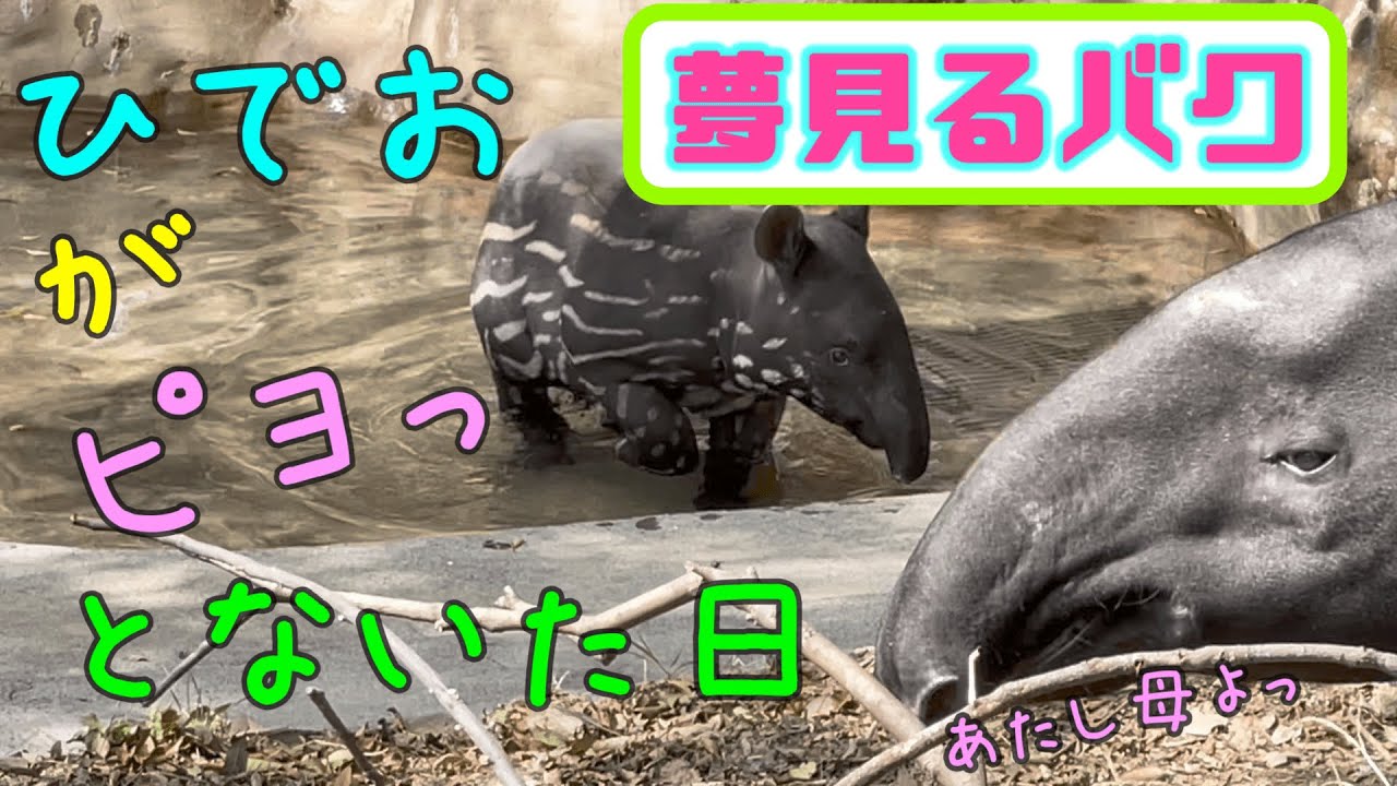 26【１夢見るバクのひでお】ウリ坊が『ひでお』になりました♪食べて、泳いで、鳴いて、寝る。とってもかわいい『 ひでお 』の晴れ姿です♪（よこはま動物園ズーラシア）