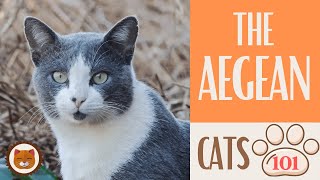 AEGEAN CAT  Cats 101   Top Cat Facts about the AEGEAN