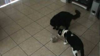 Cat Nip Party!!!