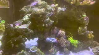 Brand new D-D Reef pro 1200