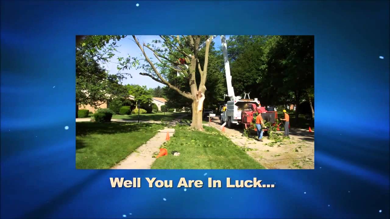 24 Hour Emergency Tree Removal Dallas Call (972) 8087159 Now YouTube