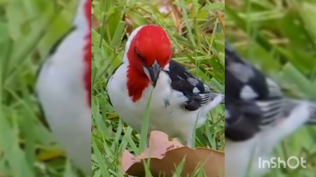Galo de Campina cantava alto e está cantando baixo e pouco agora porque e como resolver 