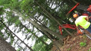Aiken dr. tree removal
