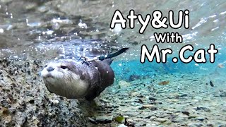 Relaxing, playing, and sleeping otters. [Otter life Day 664]