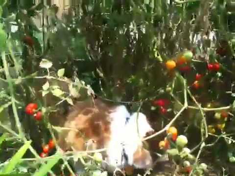Duncan Corgi eats cherry tomatoes off vine; runs from camera