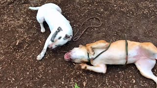 FOHA Buddies - 2/4/2020