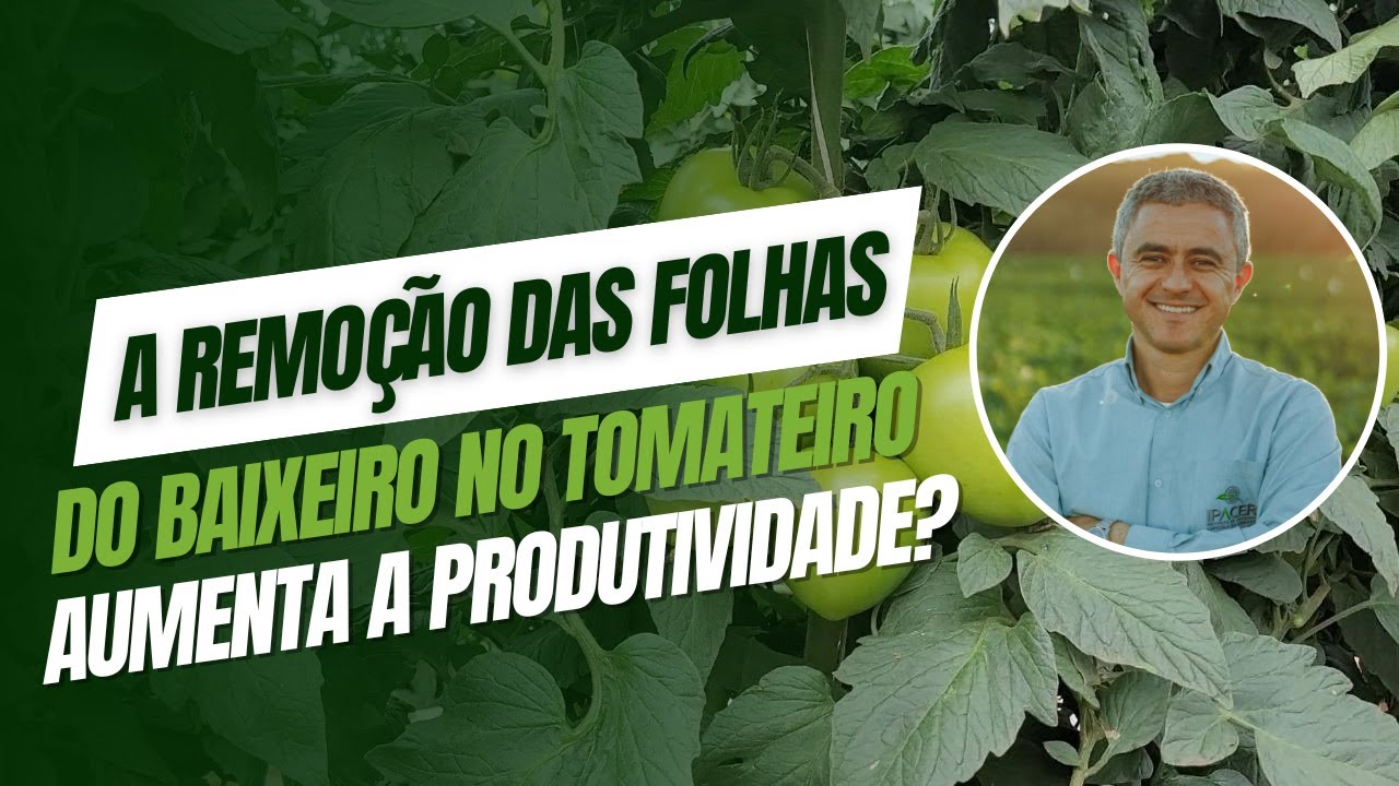 A remoção das folhas do baixeiro no tomateiro aumenta a produtividade?