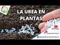 ¿PARA QUE SIRVE LA UREA EN MI CULTIVO?