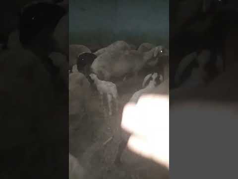 الغنم والماعز تاكل ايه ياكلوا حلاوه ياكلوا جاتوه ياكلوا كل اللى حلوه 