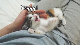 When The Rescued Kitten is Loved By His New Owner | Daily Cuteness Ep.8