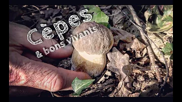 Quels champignons poussent sous les bouleaux ?