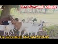 sales#goat #sheepvideos #agriculture #goatfarming #goats