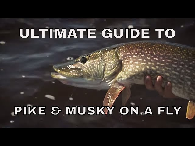 Ultimate Guide to Pike and Musky Fishing on a Fly 