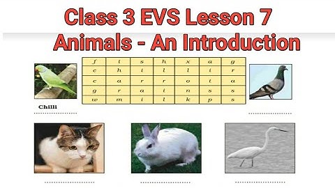 class 3 evs lesson 7 Animals-An Introduction