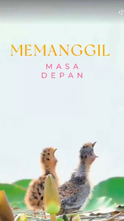 Burung Rawa dan Anaknya #burung #perairan