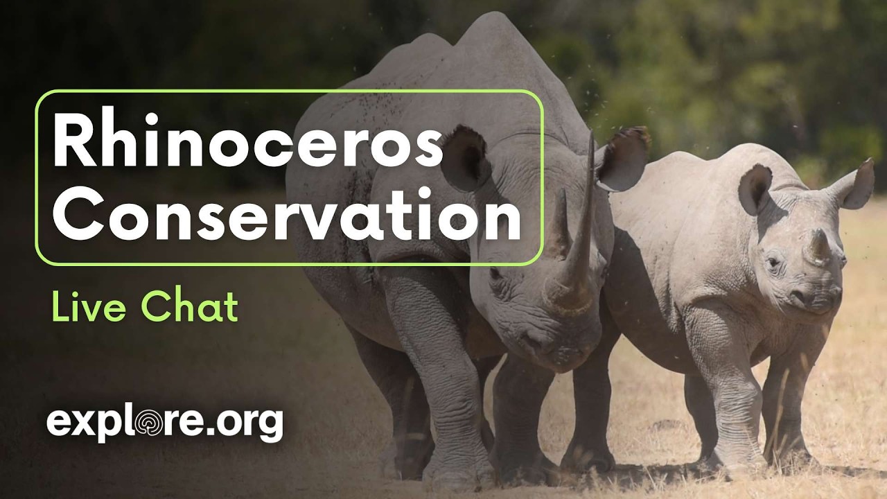 Rhinoceros of Loisaba – Conservation and Restoration