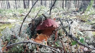 Боровые Белые грибы и Подосиновики в сосновом бору. Грибной сезон 2022.