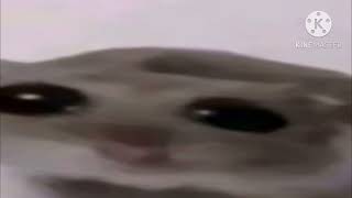 Sad hampster EARRAPE