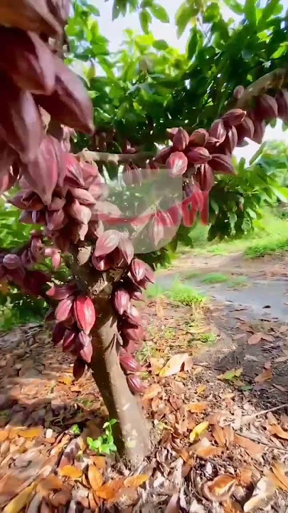 cocoa #chocolate #chocolateplant #coffee #indonesiacoffee #kopista #skpkm #cacao #agriculture #pl...