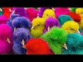 Menangkap ayam lucu, ayam warna warni, ayam rainbow, ikan hias, burung kicau, kura kura.part325