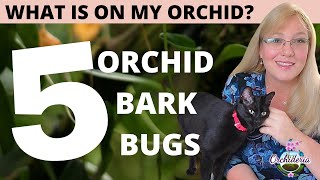 Orchid Bark Bugs: What's Inside That Pot?