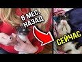 Котёнок, выкормленный из соски спустя пол года | Симба