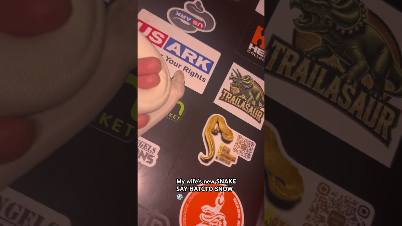 Новые шорты моей жены с изображением змеи 