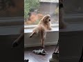 Funny Dogs In Ridiculous Positions 😂 | Cutest And Craziest Pet Moments In One Video