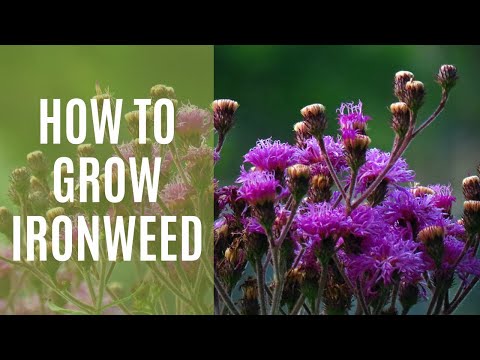 Video: Vernonia Ironweed Care in Gardens. Տեղեկություններ Երկաթե բույսի աճեցման մասին