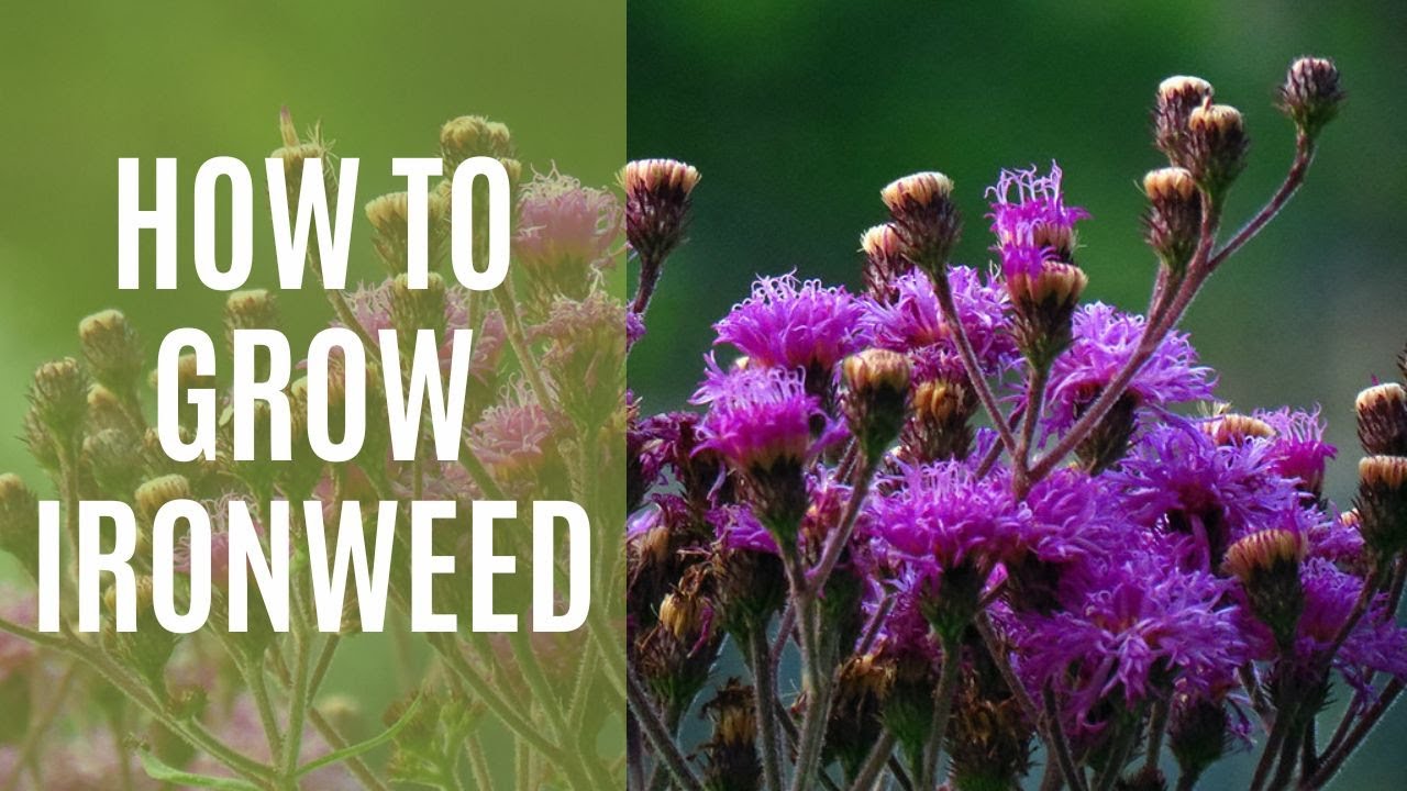 How to Grow Ironweed Vernonia A Hardy Perennial Plant A Beginner's Guide YouTube
