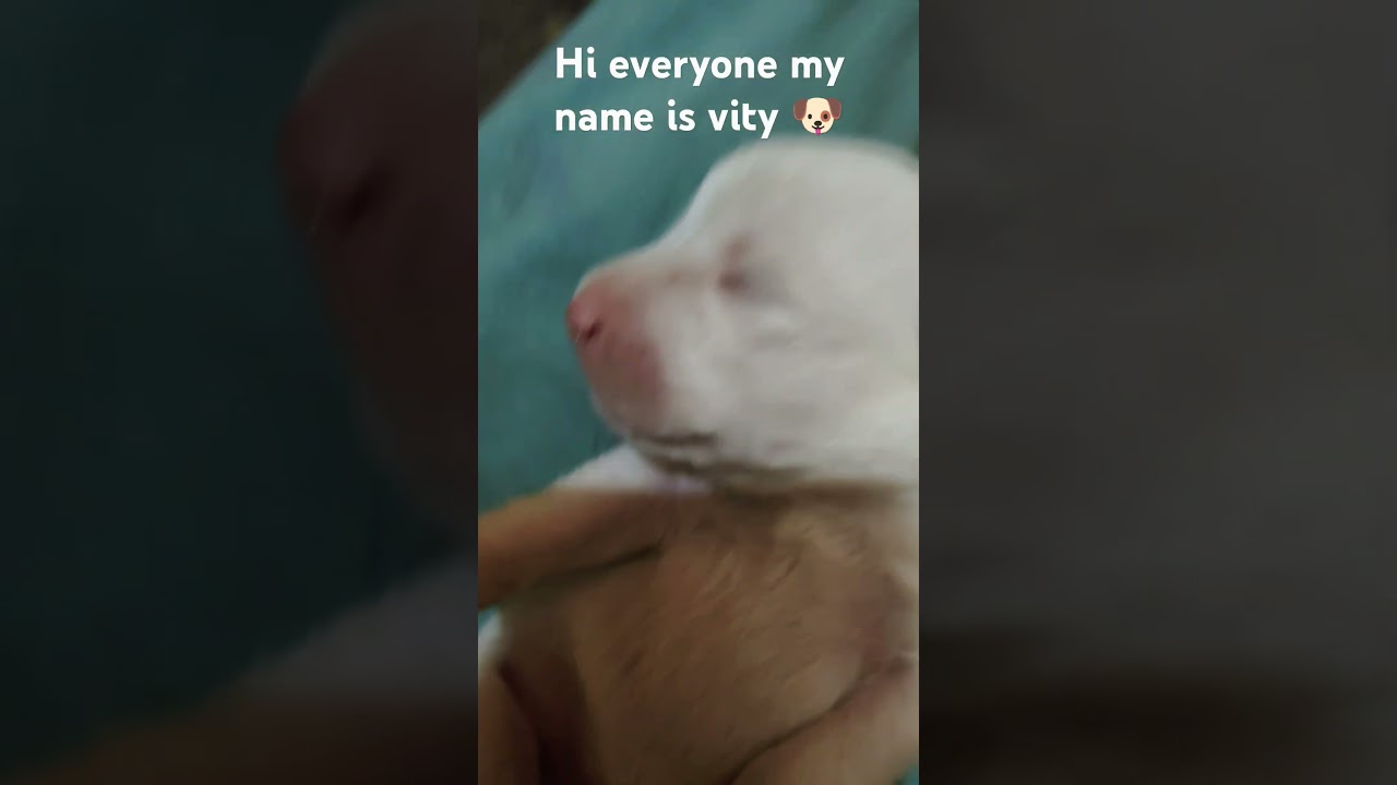 hi everyone my name is Whitey