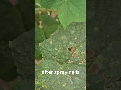 Videó: Hidrogén-peroxid a kertben – alkalmazási jellemzők és áttekintések